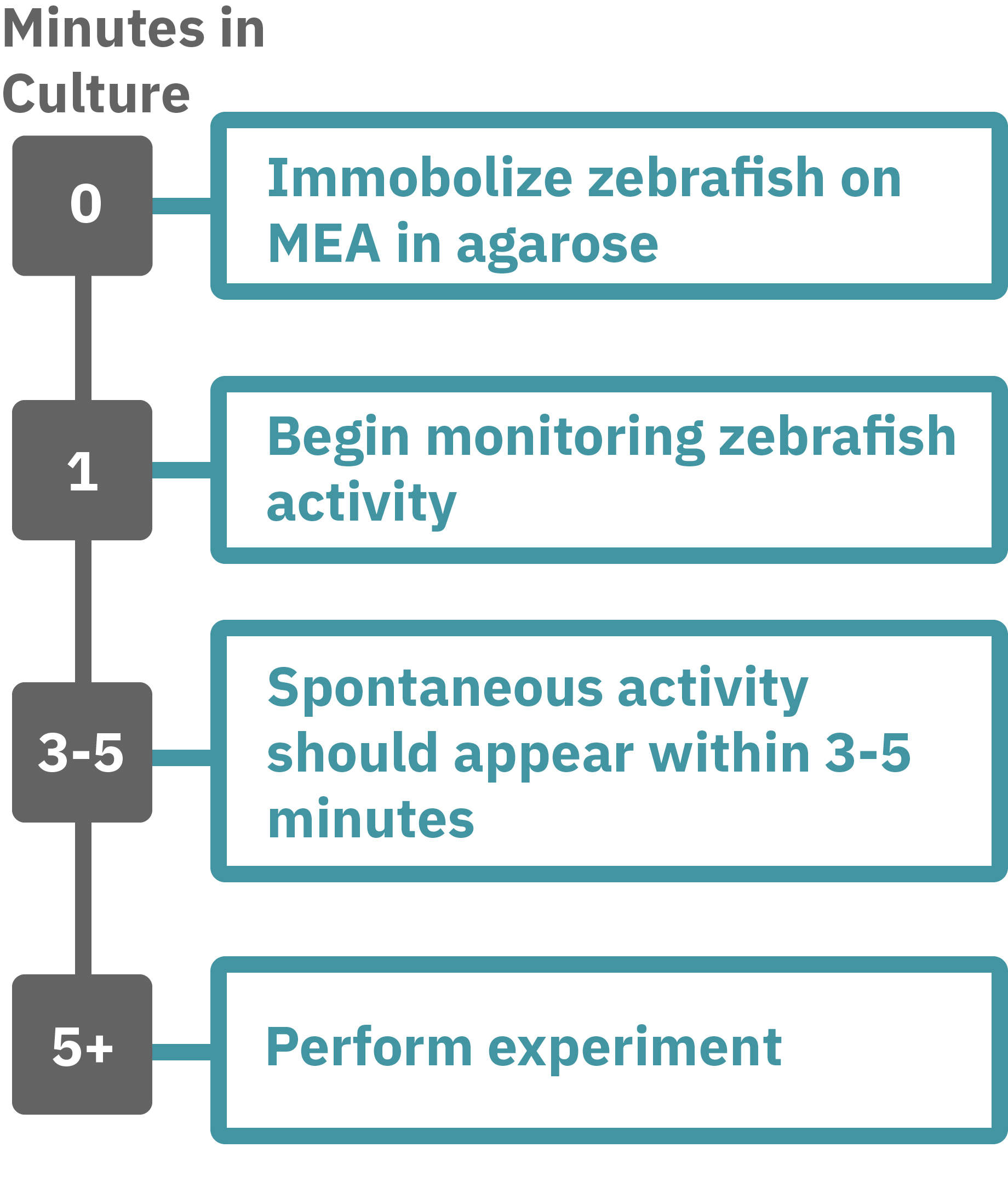 Zebrafish protocol