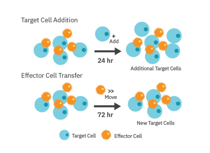 Repeated Challenge Assay with CAR T cells