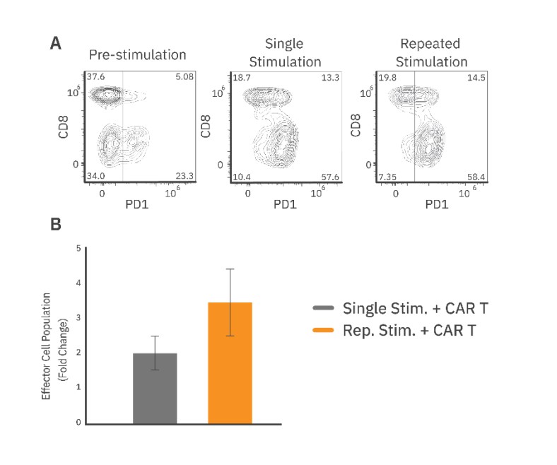 Characterization of CAR T population before and after single or repeated stimulation