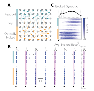 Neurite growth across gap with synchronous activity in well