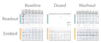 Dosing stopped the readout neurons from firing