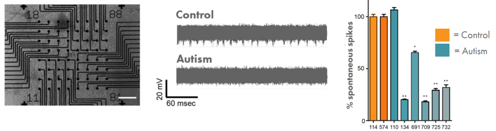 autism data from iPSC-derived neurons on Maestro MEA system