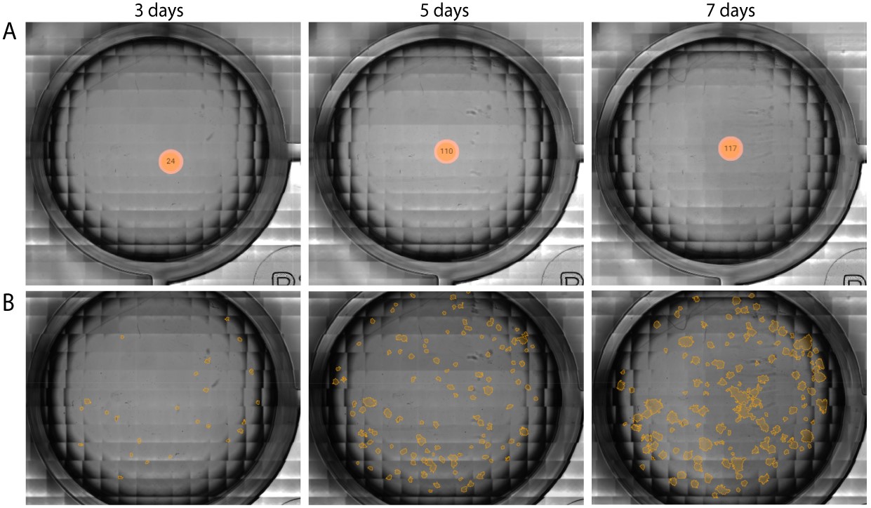 Clonogenic Assay imaged over time from inside the incubator