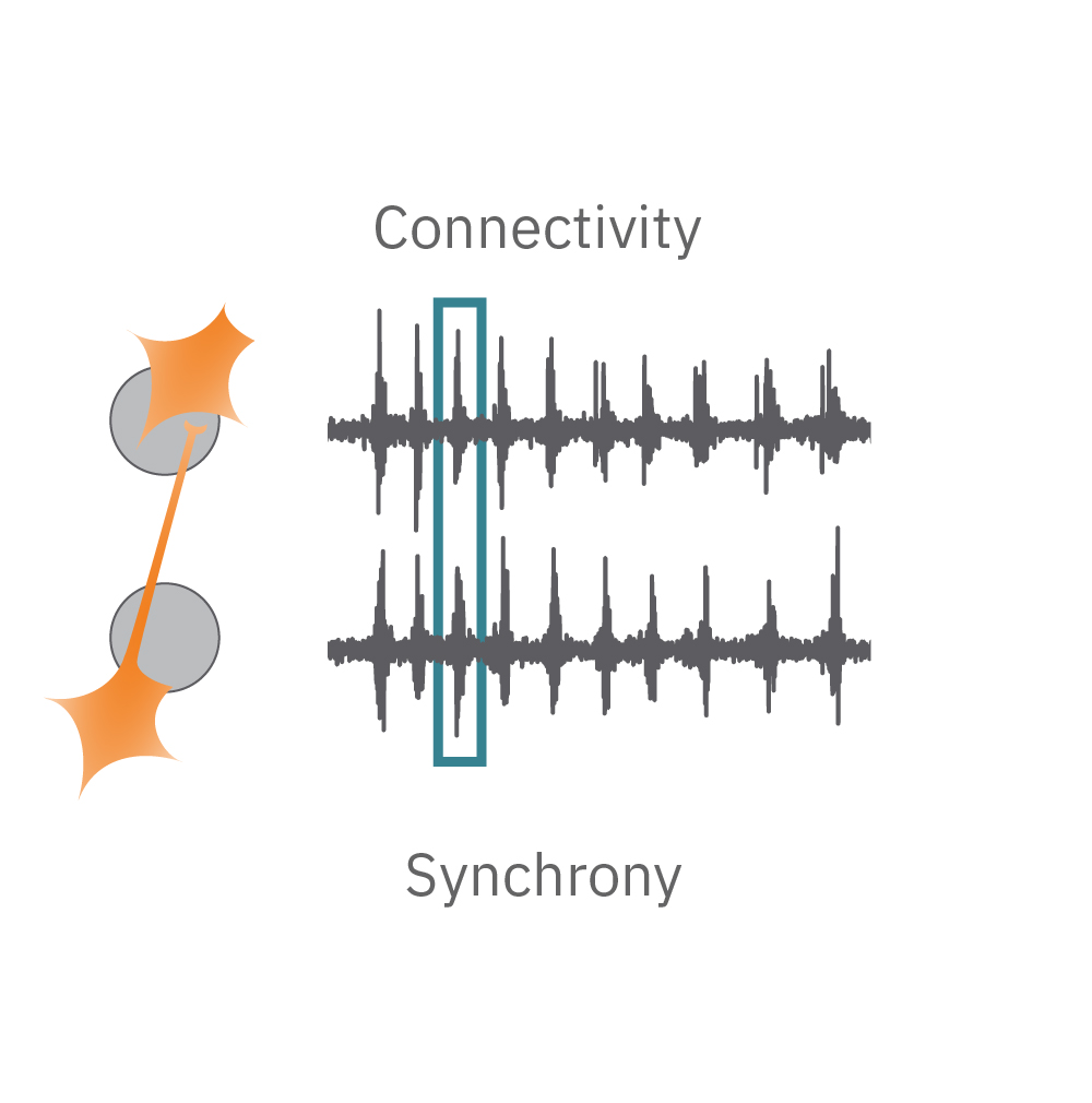 Synchrony reflects the prevalence and strength of synaptic connections, and thus how likely neurons are to generate action potentials simultaneously