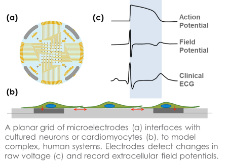 MEA plate electrode array with action potential and field potential