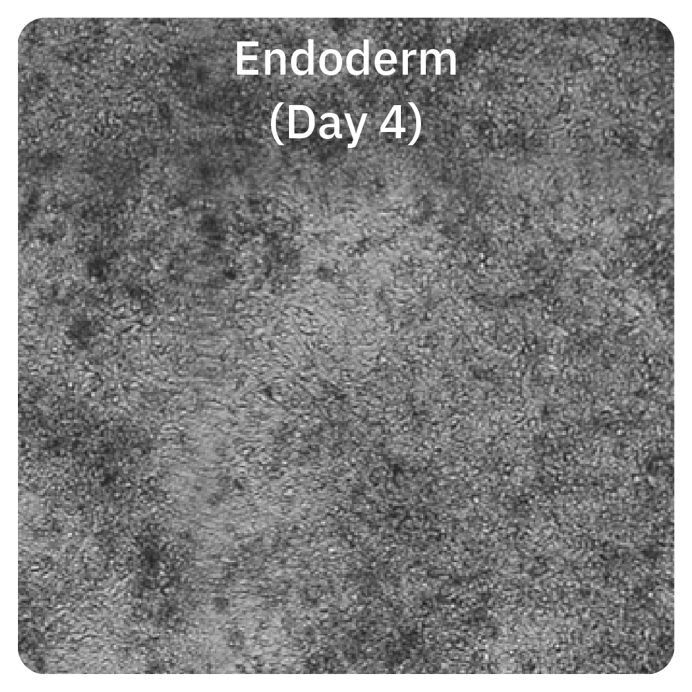 Endoderm on Day 4