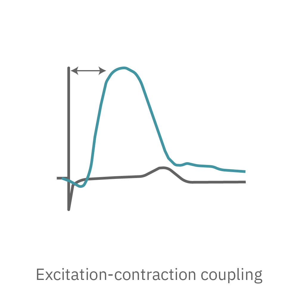 excitation-contraction coupling