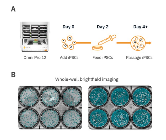  (A) Human iPSCs were plated and monitored over 4 days via the Omni platform. (B) Whole-well brightfield images of iPSC colonies acquired by the Omni at low confluency and high confluency in a 6-well plate with the confluency detection.