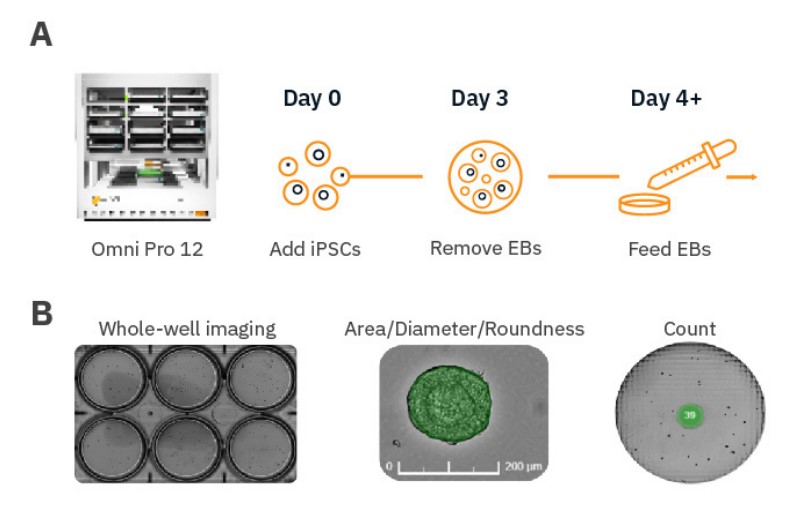 Embryoid body formation and analysis workflow