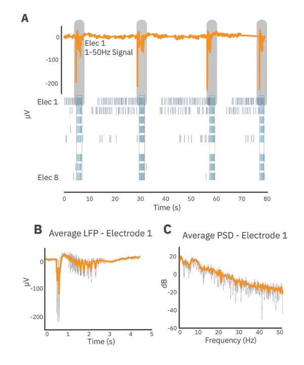 Network burst-triggered LFP analysis