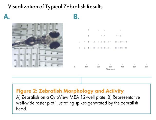 Zebrafish Morphology and Activity
