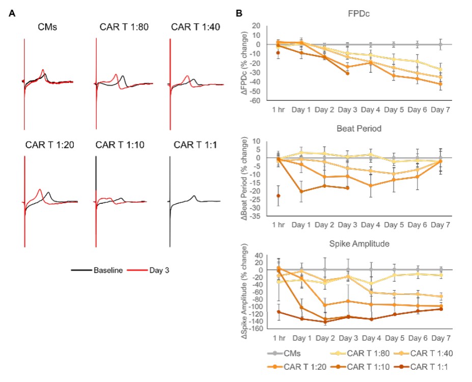 Electrophysiological changes in iPSC-CMs induced by HER2-CAR T cell treatment.