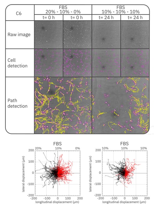 C6 cells display no clear chemotactic migration in an FBS gradient