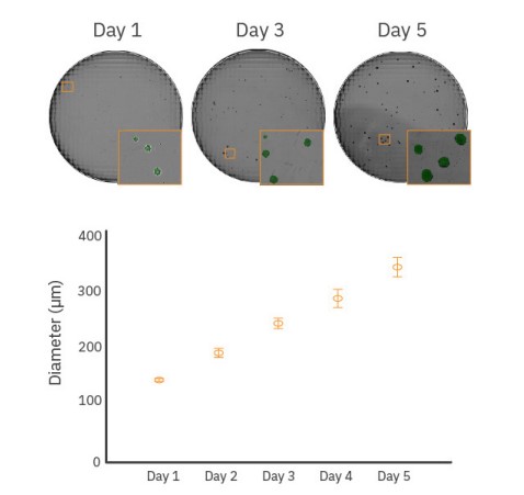  Total EB detection is possible with whole-well imaging