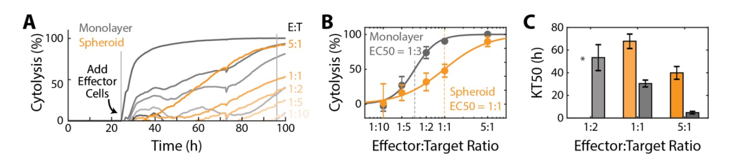 Cytolysis over time of the CAR T cell-treated SKOV3 spheroid.