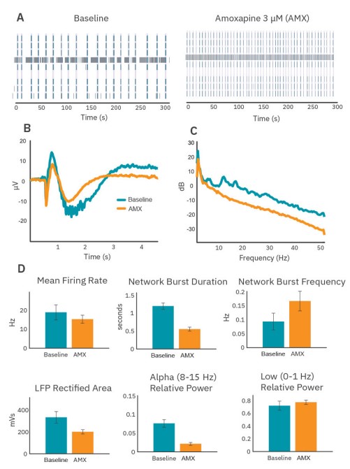 Rat cortical neurons exhibit changes to bursting pattern, LFP shape, and LFP spectral content in response to amoxapine