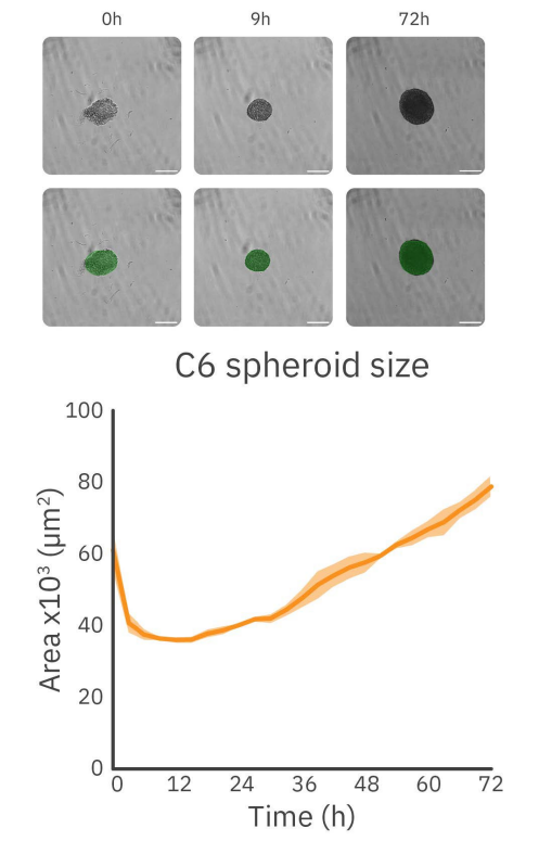 Figure 2: Formation and growth behavior of C6 spheroids at seeding density