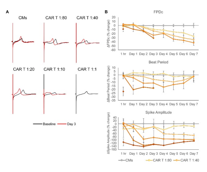 Electrophysiological changes in iPSC-CMs induced by  HER2-CAR T cell treatment.