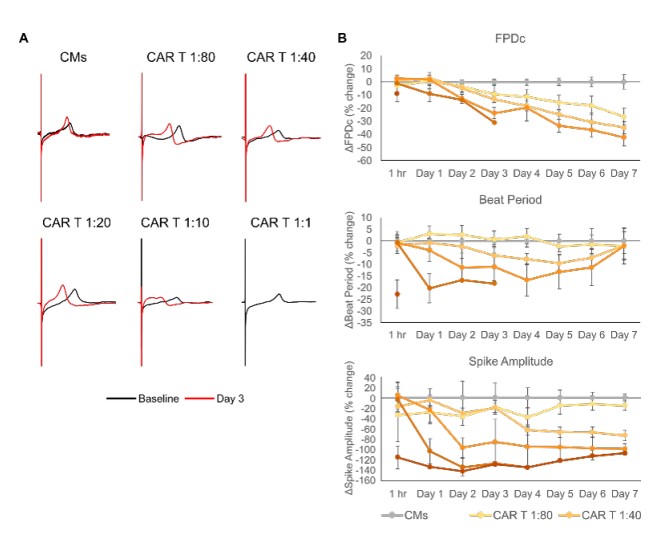 Electrophysiological changes in iPSC-CMs induced by HER2-CAR T cell treatment.