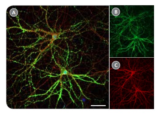 expression of pre-synaptic markers inrodent neurons matured in brainphys neuronal medium