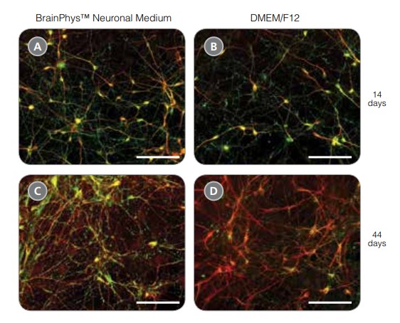 Neurons generated in Brainphys neuronal medium express markers of neuronal maturity after 14 and 44 days of differentiation