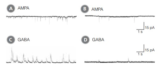 hPSC derived neurons show improved excitatory and inhibitory synaptic activity