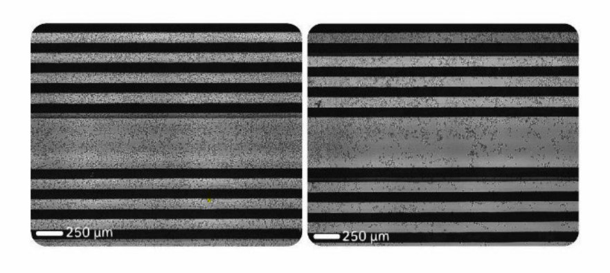 Non-adherent Daudi cells uniformly attach to wells with anti-CD40 antibody coating.