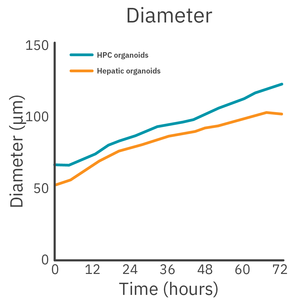 HPC and Hepatic organoids diameter measurements