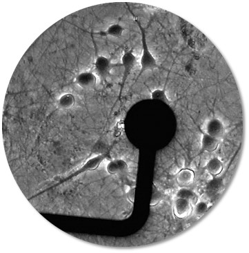 Cells on electrode