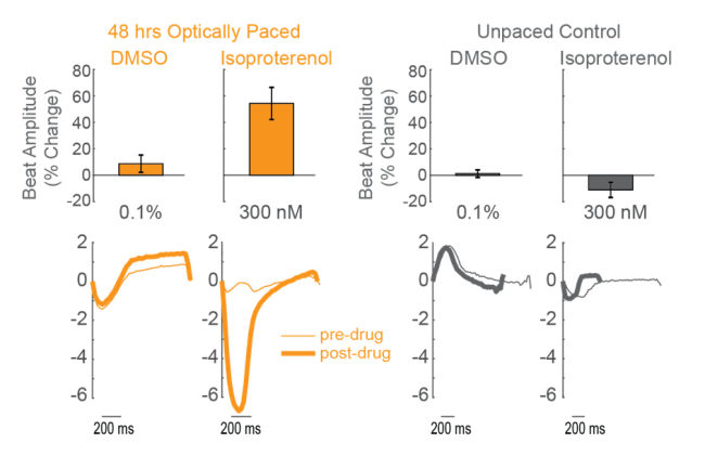 optogenetics pacing of cardiomyoctyes