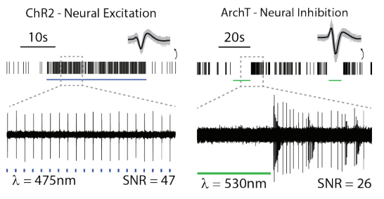 Lumos MEA Neural Excitation optical stimulation