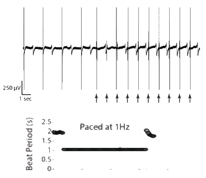 Paced cells on lumos MEA plate