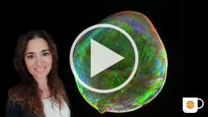 multielectrode array neural organoids video