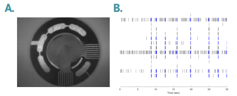 Neural organoid in MEA well and example of recorded electrical activity