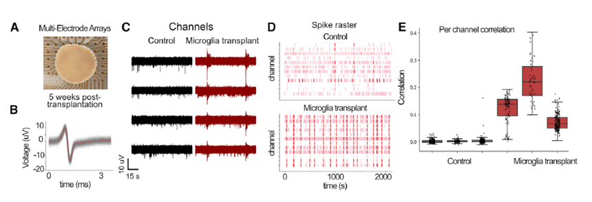 Neural organoid with neuroimmune