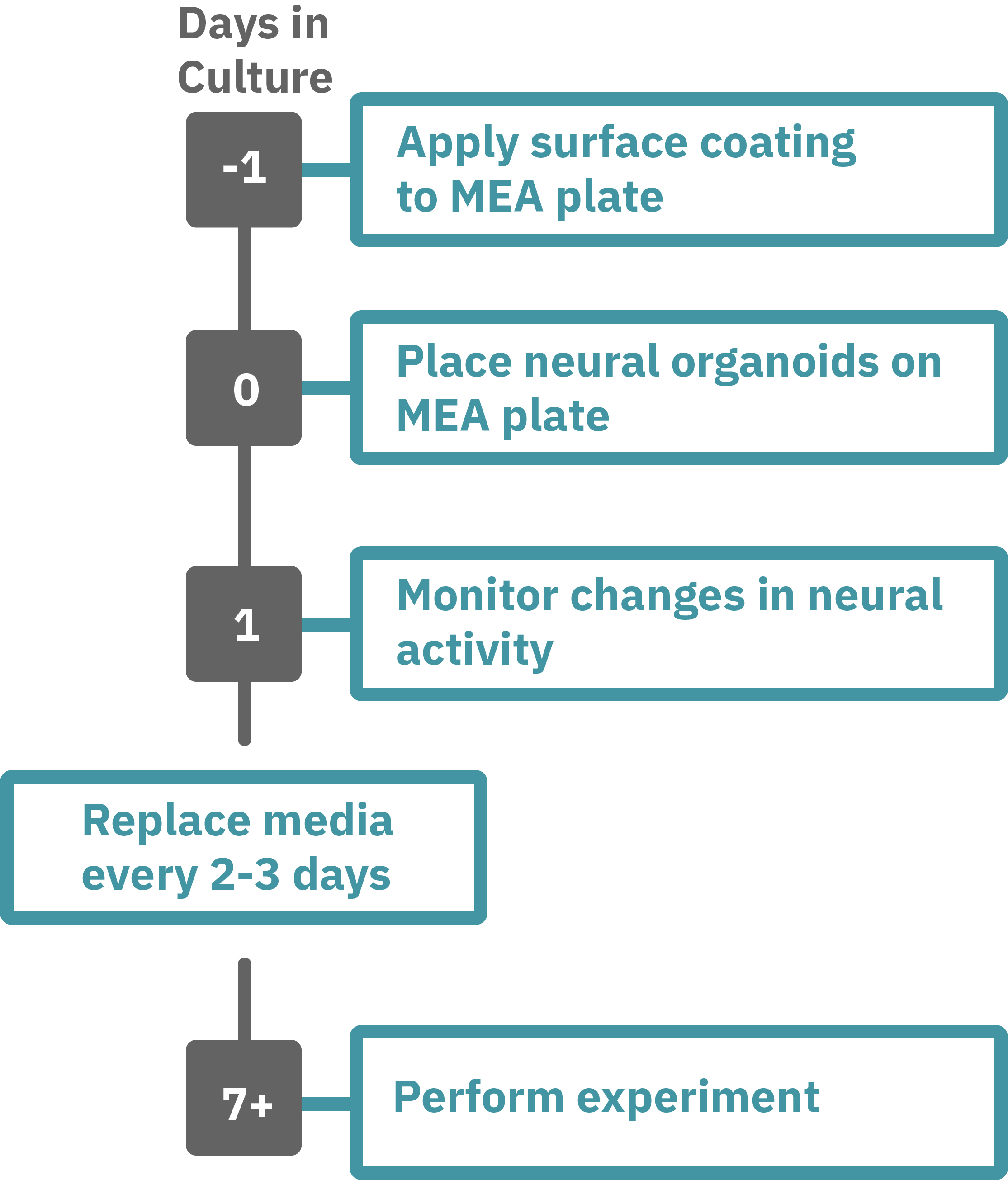 Neural organoids protocol