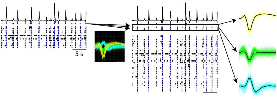 neural software image 2