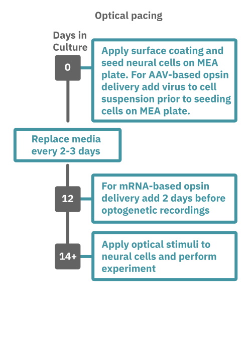 Neuro optical pacing with multiwell multielectrode array system