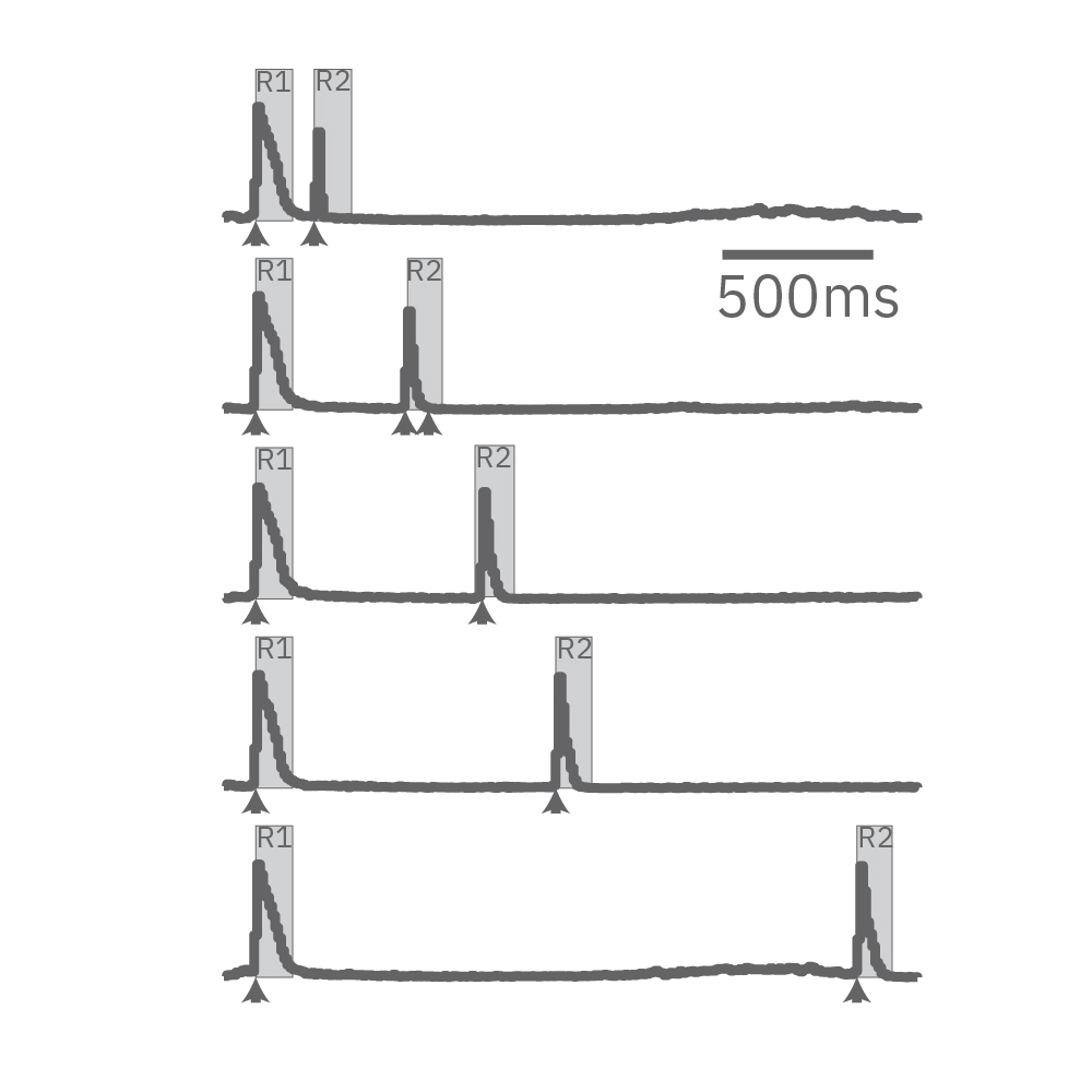 A paired stimulus response assay ban assess the excitatory-inhibitory balance of a network