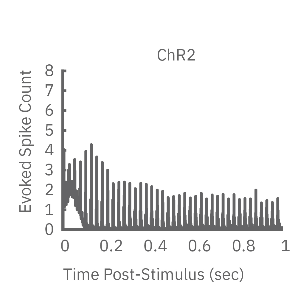 ChR2+ expressing primary rat neurons showed light-evoked neural responses