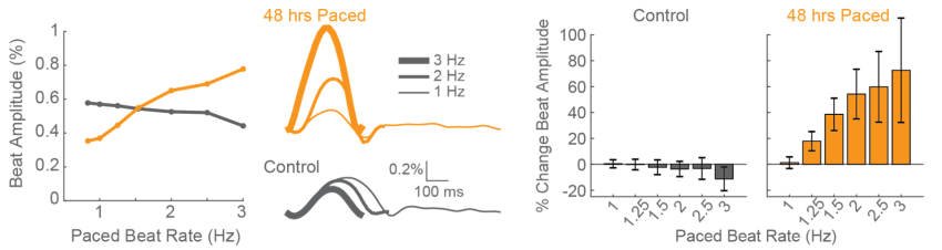 hiPSC-CMS on multielectrode array facilitates maturation