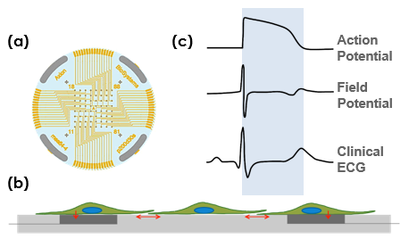 Planar grid of microelectordes to interface with cultured neurons