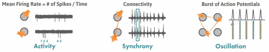 Mean firing rate, connectivity, and burst of action potentials with MEA recordings of neurons