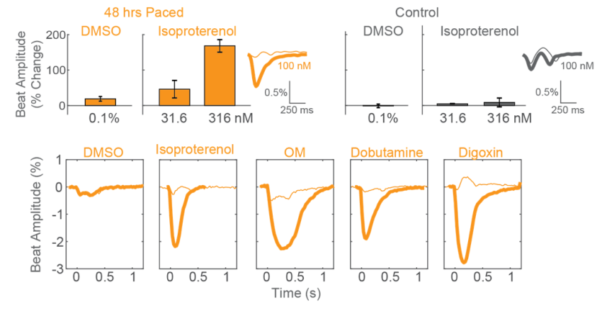 Positive inotropes in cardiomyocytes after 48 hours pacing