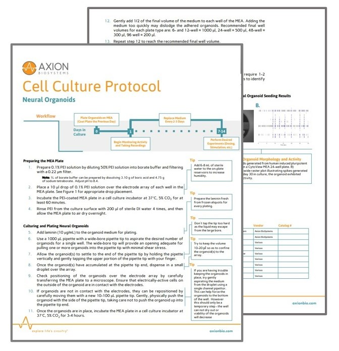 Neural Organoids Protocol