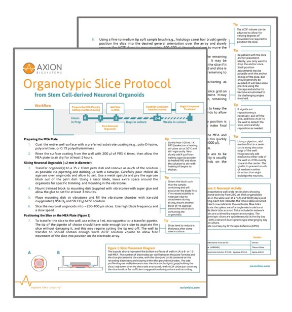 Neural Organoids Protocol