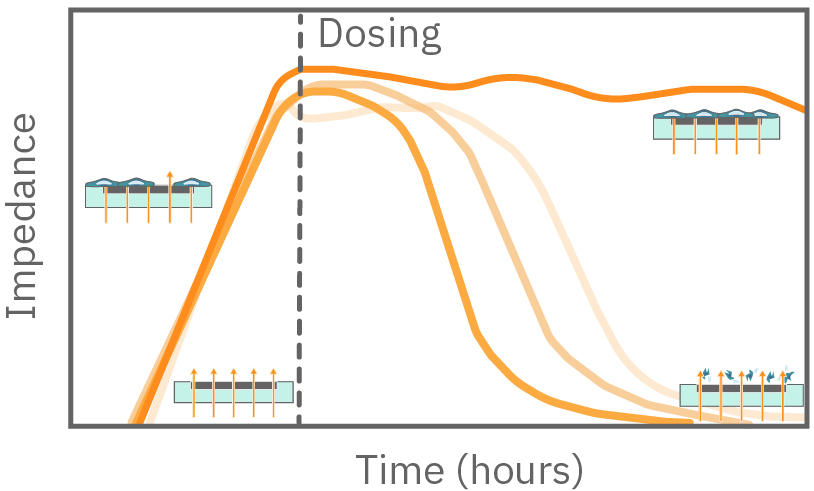 Cytotoxicity and cell viability assay depicting dosing cells and recording impedance