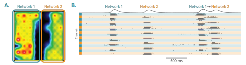 two neural populations MEA data and activity map