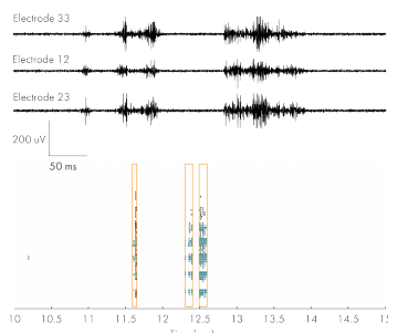 Zebrafish electrophysiological recording on MEA plate