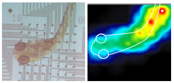 Zebrafish local extracellular field potential recording on MEA